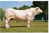 Giống Charolais - Công Ty TNHH XNK TM & DV Đại Dương